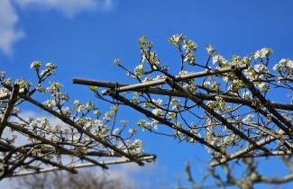 Afbeelding Sierpeer - Pyrus calleryana 'Chanticleer'