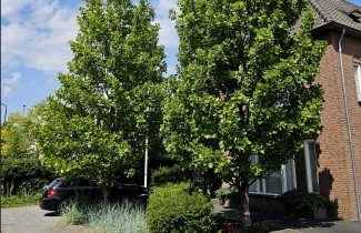 Afbeelding Zuilvormige Tulpenboom - Liriodendron tulipifera 'Fastigiatum'