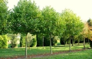 Afbeelding Plataan - Platanus x hispanica 'Alphen's Globe'
