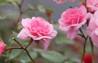 Afbeelding Trosroos 'Bonica 82' - Rosa (H) Bonica 82