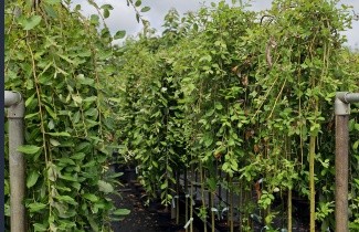 Afbeelding Treurwilg 'Kilmarnock' - Salix caprea 'Kilmarnock'