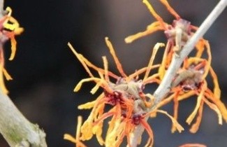 Afbeelding Toverhazelaar 'Aphrodite' - Hamamelis x intermedia 'Aphrodite'