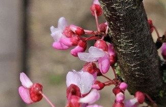 Afbeelding Judasboom 'Tennesee Pink' - Cercis canadensis 'Tennesee Pink'