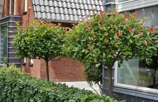 Afbeelding Glansmispel - Photinia fraseri 'Red Robin'