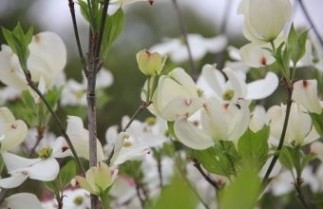Afbeelding Veelbloemige kornoelje 'Cloud Nine'  boom - Cornus florida 'Cloud Nine'