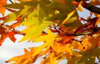 Afbeelding Oosterse plataan  'Minaret' - Platanus orientalis 'Minaret'