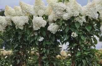 Afbeelding Pluimhortensia 'Vanille Fraise' - Hydrangea paniculata 'Vanille Fraise'