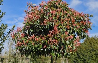 Afbeelding Glansmispel - Photinia fraseri 'Red Robin'