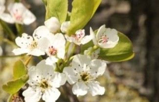 Afbeelding Wilde peer - Pyrus pyraster