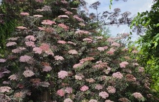 Afbeelding Gewone vlier 'Black Lace' - Sambucus nigra 'Black Lace'