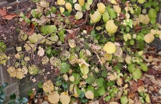 Afbeelding Klimhortensia - Hydrangea anomala subsp. petiolaris