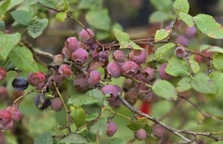 Afbeelding Amerikaanse Bosbes - Vaccinium corymbosum
