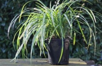Afbeelding Leliegras 'Big Blue' - Liriope muscari 'Big Blue'