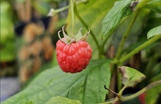 Afbeelding Zomerframboos 'Malling Promise' - Rubus idaeus 'Malling Promise'