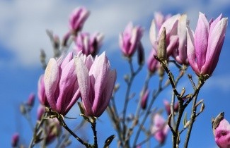 Afbeelding Magnolia 'Susan' - Magnolia 'Susan'