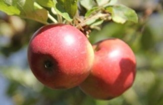 Afbeelding Appel 'Elstar' - Malus domestica 'Elstar'
