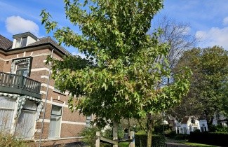 Afbeelding Amberboom 'Worplesdon' - Liquidambar styraciflua 'Worplesdon'