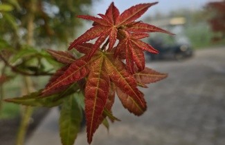 Afbeelding Japanse Esdoorn 'Deshojo' - Acer palmatum 'Deshojo'