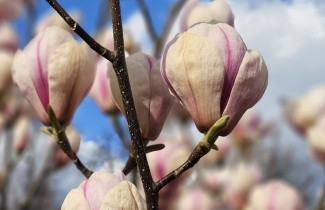 Afbeelding Magnolia 'Sundew' - Magnolia soulangeana 'Sundew'