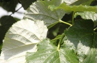 Afbeelding Zilverlinde  - Tilia tomentosa 'Hungary Globe'
