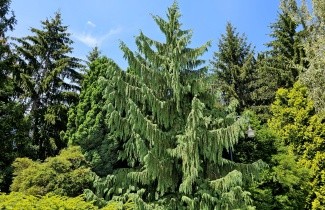 Afbeelding Treurcypres - Chamaecyparis nootkatensis 'Pendula'