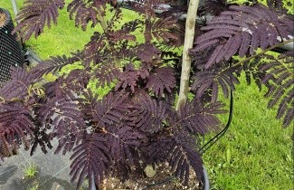 Afbeelding Perzische Slaapboom 'Summer Chocolate' - Albizia julibrissin 'Summer Chocolate'