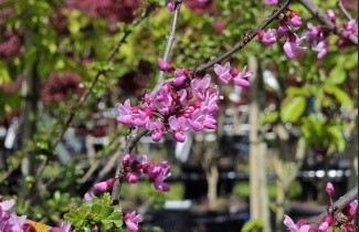 Afbeelding Amerikaanse Judasboom 'Forest Pansy' - Cercis canadensis 'Forest Pansy'