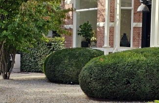 Afbeelding Taxus - Taxus baccata