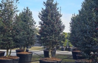 Afbeelding Hulst 'Dragon Lady' - Ilex aquipernyi Dragon Lady