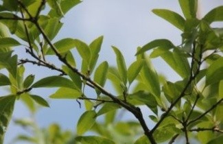 Afbeelding Sneeuwvlokkenboom - Chionanthus retusus
