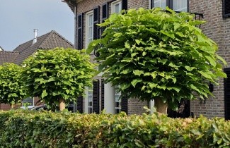 Afbeelding Bolcatalpa - Catalpa bignonioides 'Nana'