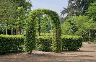 Afbeelding Groene Beuk - Fagus sylvatica