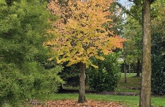 Afbeelding Katsuraboom - Cercidiphyllum japonicum