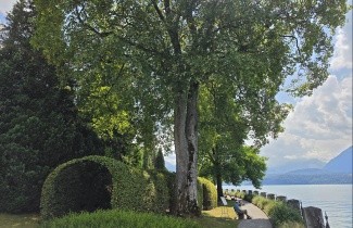 Afbeelding Gewone Esdoorn - Acer pseudoplatanus