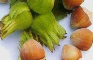 Afbeelding Hazelnoot 'Géant de Halle' - Corylus avellana 'Géant de Halle'