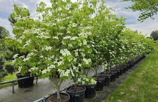 Afbeelding Japanse kornoelje 'Milky Way' - Cornus kousa 'Milky Way'