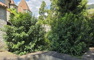 Afbeelding Portugese Laurierkers - Prunus lusitanica 'Angustifolia'