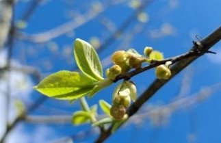 Afbeelding Sneeuwklokjesboom 'Monticola' - Halesia monticola