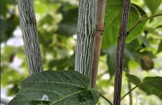 Afbeelding Chinese Esdoorn - Acer davidii