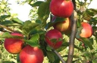 Afbeelding Appel 'Santana' - Malus domestica 'Santana'