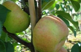 Afbeelding Appel "Topaz" - Malus domestica 'Topaz'