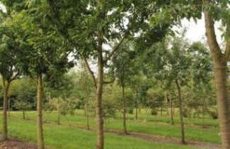 Afbeelding Kers "Inspecteur Lohnis" - Prunus avium 'Inspecteur Lohnis'