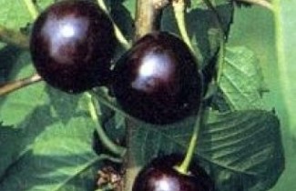 Afbeelding Kers "Karina" - Prunus avium 'Karina'