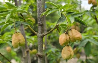 Afbeelding Pimpernoot - Staphylea colchica