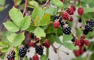Afbeelding Doornloze braam 'Black Satin' - Rubus fruticosus 'Black Satin'