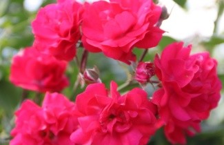 Afbeelding Heesterroos 'Gartnerfreude' - Rosa (H) Gärtnerfreude