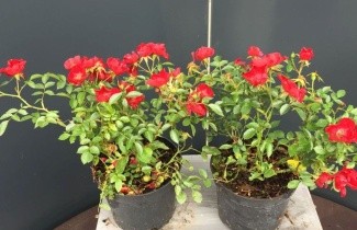 Afbeelding Heesterroos 'Bassino' - Rosa (F) Bassino