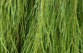 Afbeelding Schijncipres - Chamaecyparis l. Imbricata Pendula