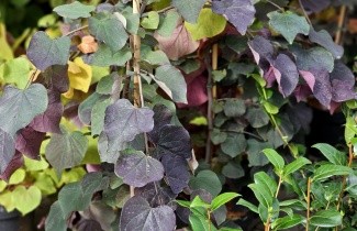 Afbeelding Amerikaanse Judasboom - Cercis canadensis 'Ruby Falls'