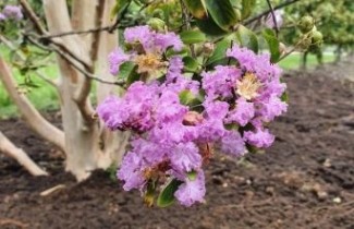 Afbeelding Lagerstroemia indica 'Viola' - Lagerstroemia indica 'Viola'